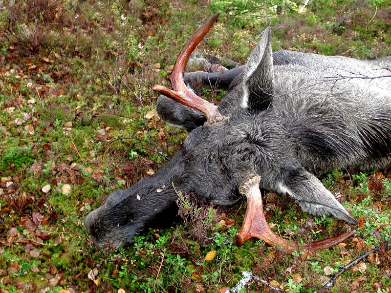 2004 Okse 180kg Nonsh_4.jpg - Oksen vog ca. 180 kg